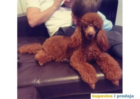 Crvena Patuljasta Pudla - 5/8