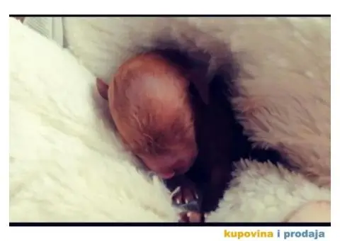 Crvena Patuljasta Pudla - 6/8