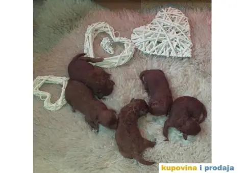 Crvena Patuljasta Pudla - 7/8