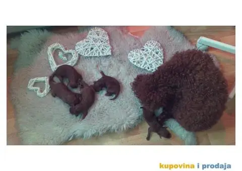 Crvena Patuljasta Pudla - 8/8