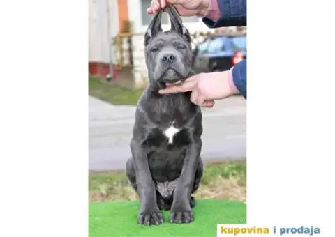 Stenci CANE CORSO od vrhunskih roditelja, - 1/8