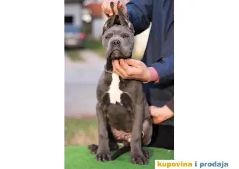 Stenci CANE CORSO od vrhunskih roditelja, - 2/8