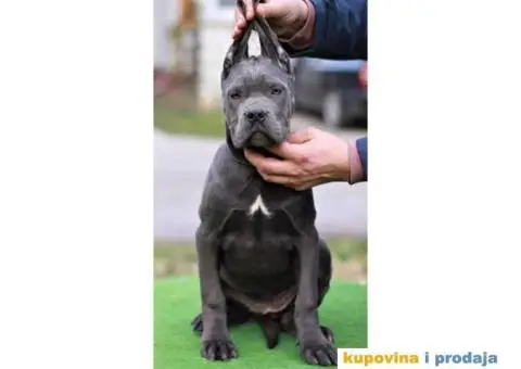 Stenci CANE CORSO od vrhunskih roditelja, - 3/8