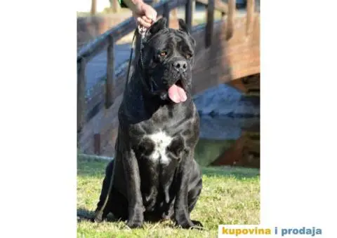 Stenci CANE CORSO od vrhunskih roditelja, - 4/8