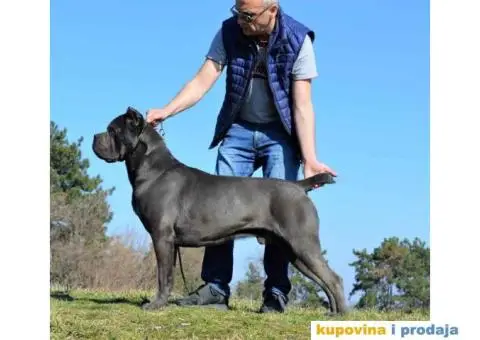 Stenci CANE CORSO od vrhunskih roditelja, - 5/8