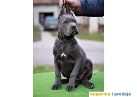 Stenci CANE CORSO od vrhunskih roditelja, - 6/8
