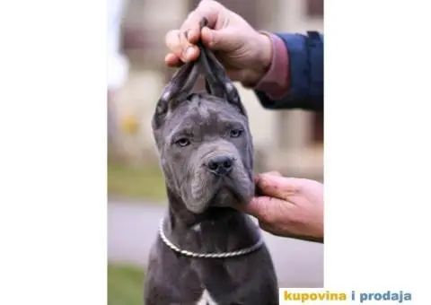 Stenci CANE CORSO od vrhunskih roditelja, - 7/8