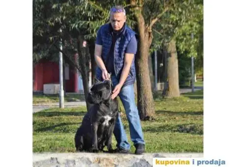 Stenci CANE CORSO od vrhunskih roditelja, - 8/8