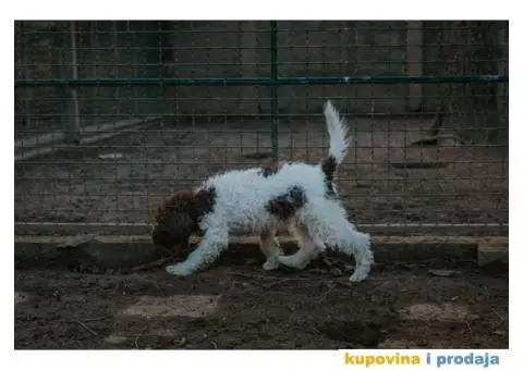 Lagoto Romanjolo štenci - 1/14