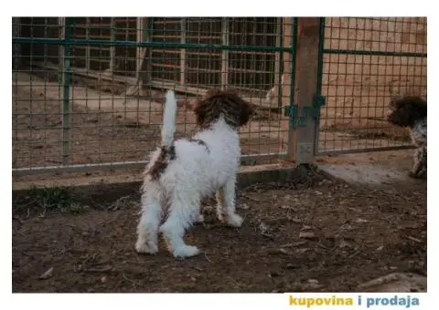 Lagoto Romanjolo štenci - 2/14