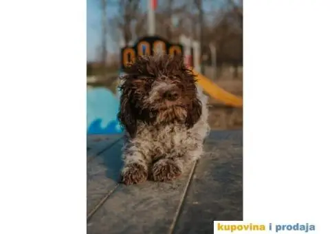 Lagoto Romanjolo štenci - 4/14