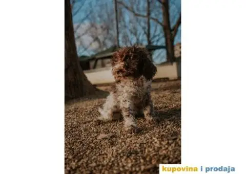 Lagoto Romanjolo štenci - 7/14