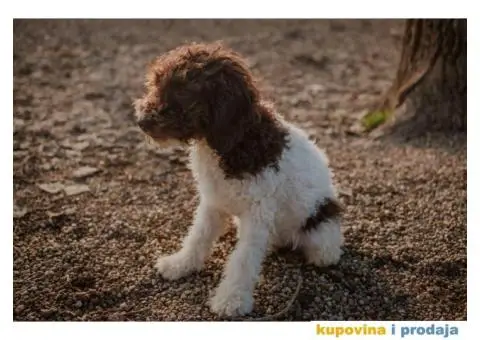 Lagoto Romanjolo štenci - 11/14