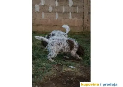 Lagoto Romanjolo štenci - 12/14