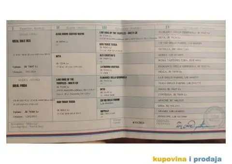 Lagoto Romanjolo štenci - 13/14