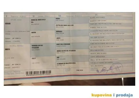 Lagoto Romanjolo štenci - 14/14