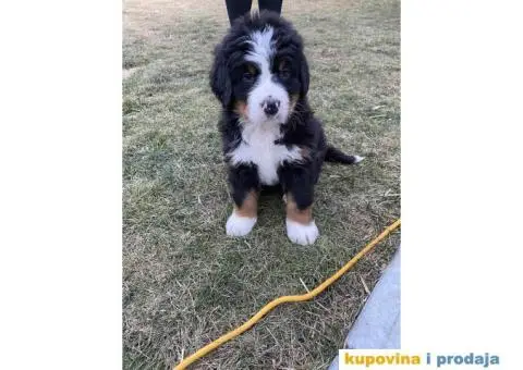 Bernski planinski pas štenci - 1/11