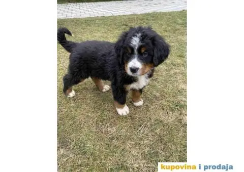 Bernski planinski pas štenci - 2/11