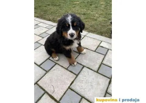 Bernski planinski pas štenci - 3/11