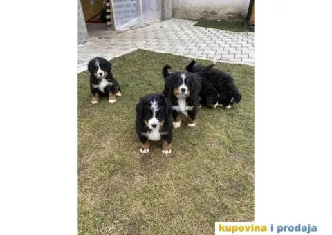 Bernski planinski pas štenci - 4/11