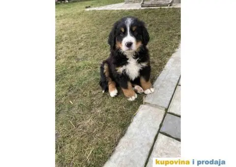 Bernski planinski pas štenci - 5/11