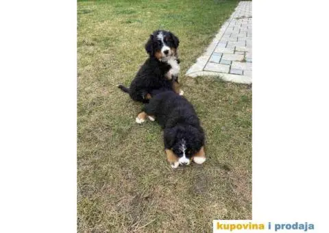 Bernski planinski pas štenci - 6/11