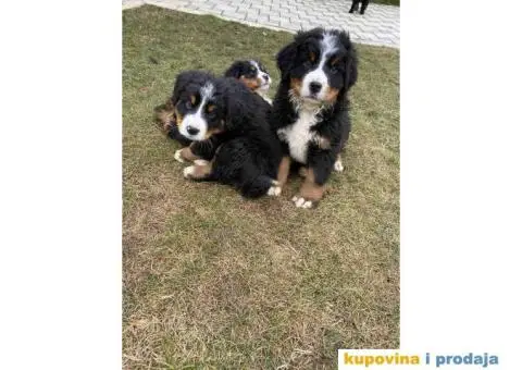 Bernski planinski pas štenci - 7/11