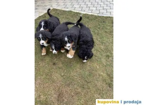 Bernski planinski pas štenci - 8/11