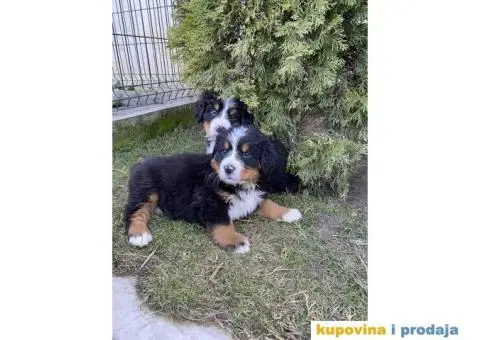 Bernski planinski pas štenci - 9/11