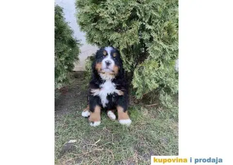 Bernski planinski pas štenci - 10/11