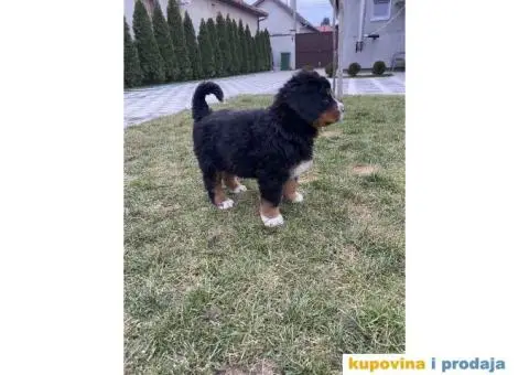 Bernski planinski pas štenci - 11/11