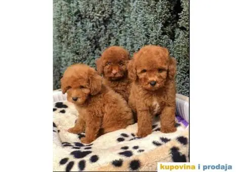 TOY PUDL  spremne za preuzimanje sa kompletnom dokumentacijom - 1/12