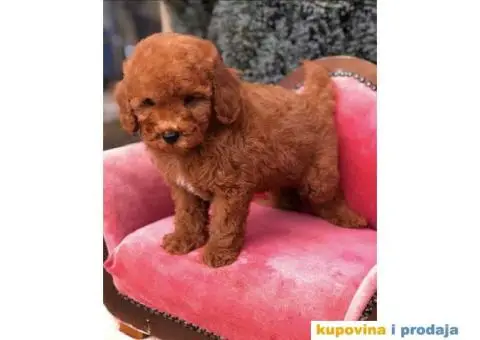 TOY PUDL  spremne za preuzimanje sa kompletnom dokumentacijom - 2/12