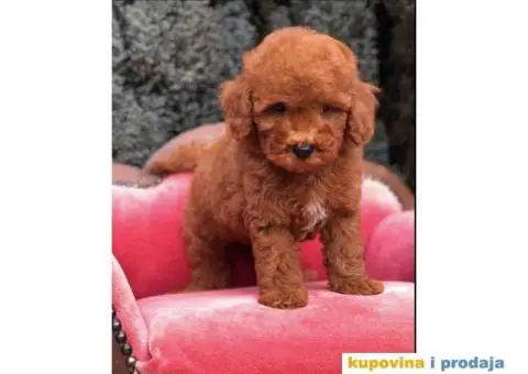 TOY PUDL  spremne za preuzimanje sa kompletnom dokumentacijom - 3/12