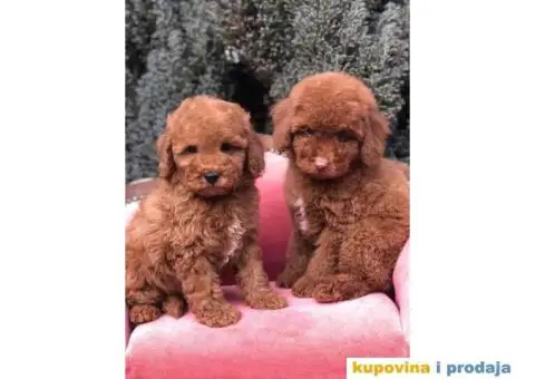 TOY PUDL  spremne za preuzimanje sa kompletnom dokumentacijom - 4/12