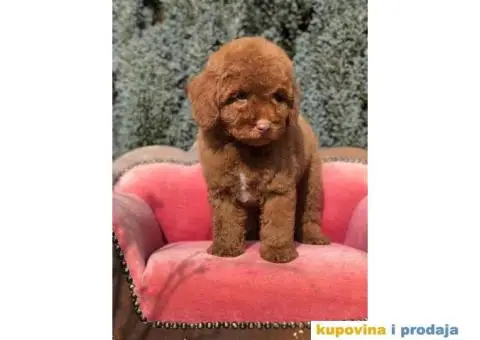 TOY PUDL  spremne za preuzimanje sa kompletnom dokumentacijom - 5/12