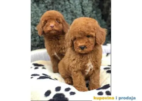 TOY PUDL  spremne za preuzimanje sa kompletnom dokumentacijom - 6/12