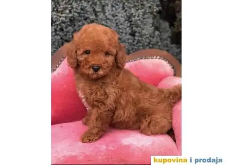 TOY PUDL  spremne za preuzimanje sa kompletnom dokumentacijom - 7/12