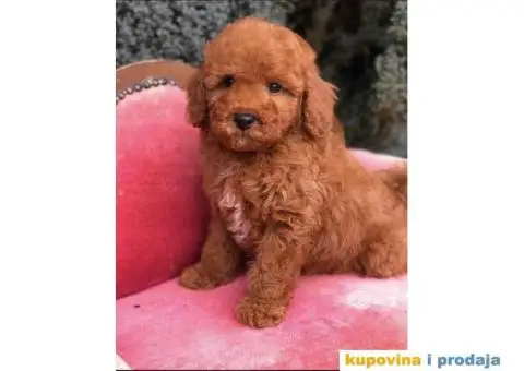 TOY PUDL  spremne za preuzimanje sa kompletnom dokumentacijom - 8/12