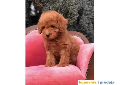 TOY PUDL  spremne za preuzimanje sa kompletnom dokumentacijom - 9/12