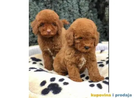 TOY PUDL  spremne za preuzimanje sa kompletnom dokumentacijom - 10/12