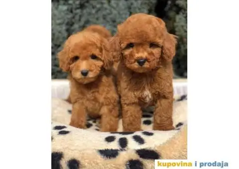 TOY PUDL  spremne za preuzimanje sa kompletnom dokumentacijom - 11/12