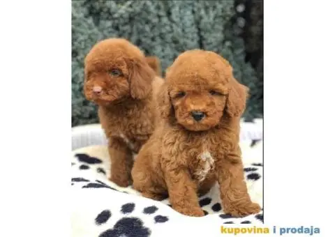 TOY PUDL  spremne za preuzimanje sa kompletnom dokumentacijom - 12/12