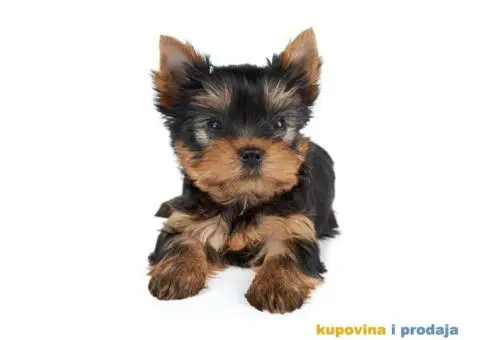 Jorksirski terijer(jorki) -mini stenci