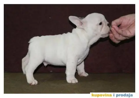 Francuski buldog štenci - 2/6