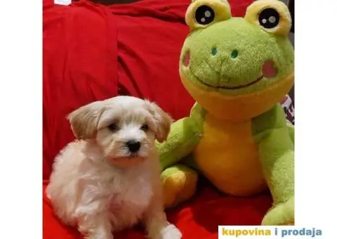 Havanski Bišon štenci - 5/12