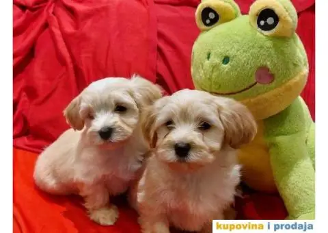 Havanski Bišon štenci - 6/12