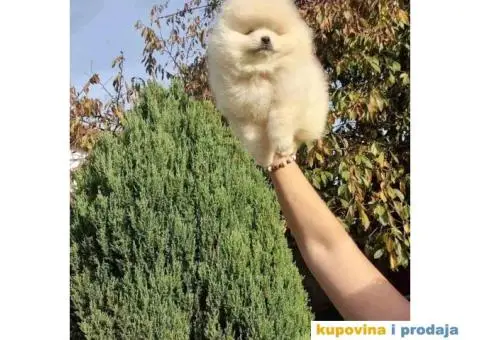 Prelepi stenci pomeranca - 1/6