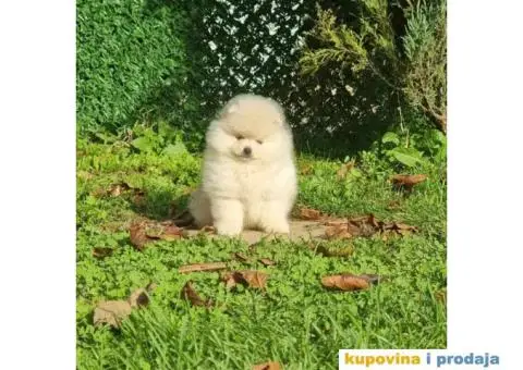 Prelepi stenci pomeranca - 2/6