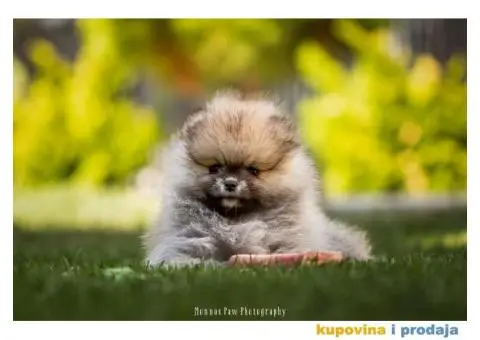 Prelepi stenci pomeranca - 4/6